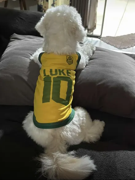 Pet usando camisa personalizada da Seleção