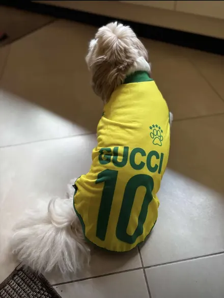 Pet usando camisa personalizada da Seleção