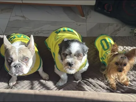 Pet usando camisa personalizada da Seleção