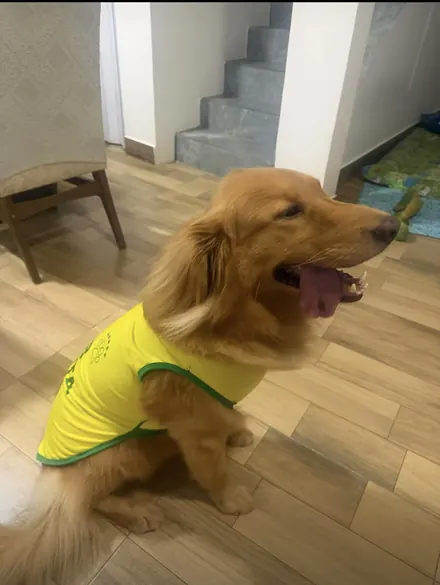 Pet usando camisa personalizada da Seleção